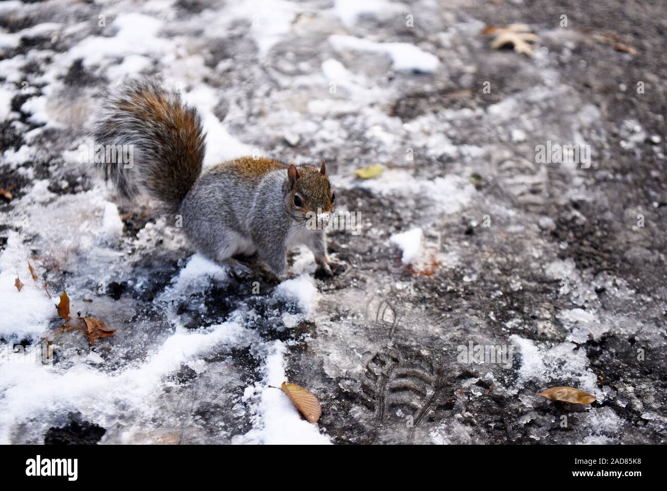 New York, USA. 3rd Dec, 2019. A squirrel is pictured after a snowfall in Central Park in New York, the United States, on Dec. 3, 2019. The first snowfall of the season hit New York City on Monday. Credit: Han Fang/Xinhua/Alamy Live News Stock Photo