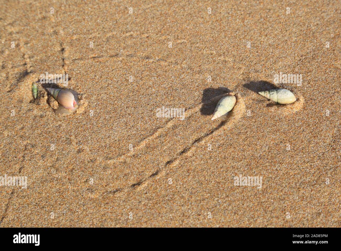 Plough snail, Finger plough snail, Bullia Digitalis, South Africa, Indian Ocean, Sea snail, Plough snail Stock Photo