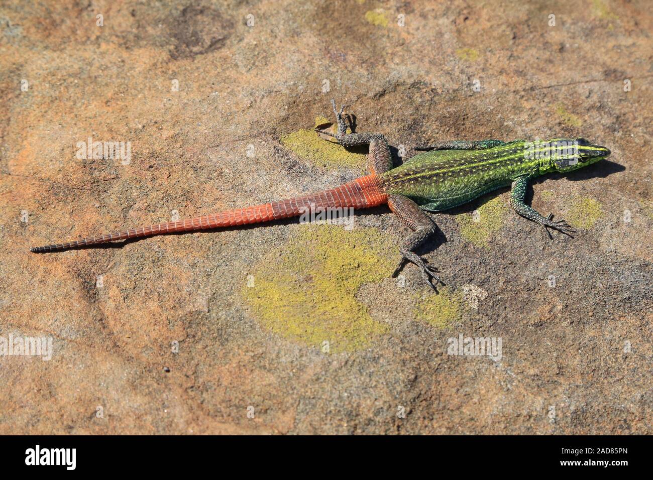 Flat Lizard Sekukhune, Platysaurus orientalis, Sekukhune flat lizard Stock Photo