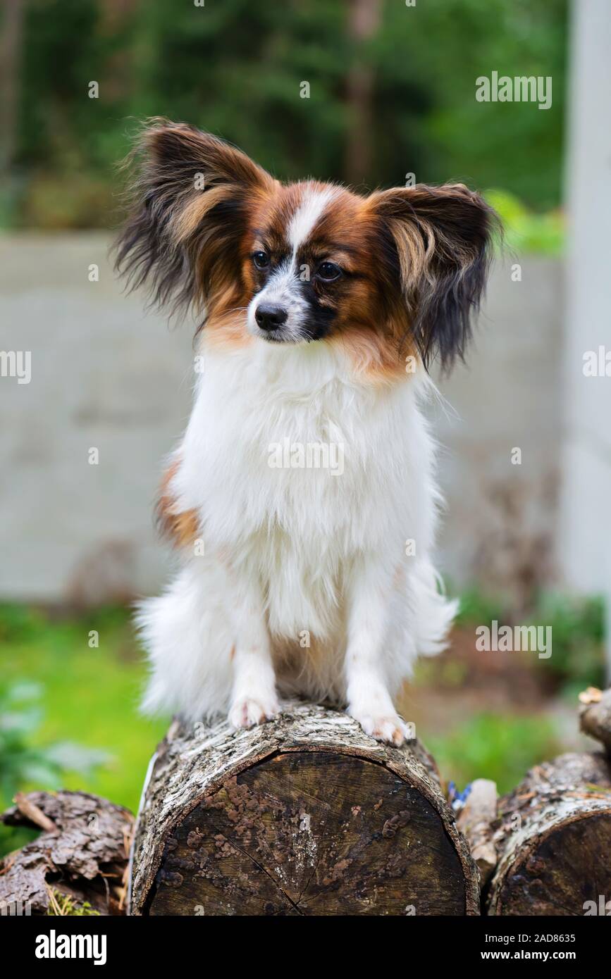 Outdoor portrait of a papillon purebreed dog Stock Photo