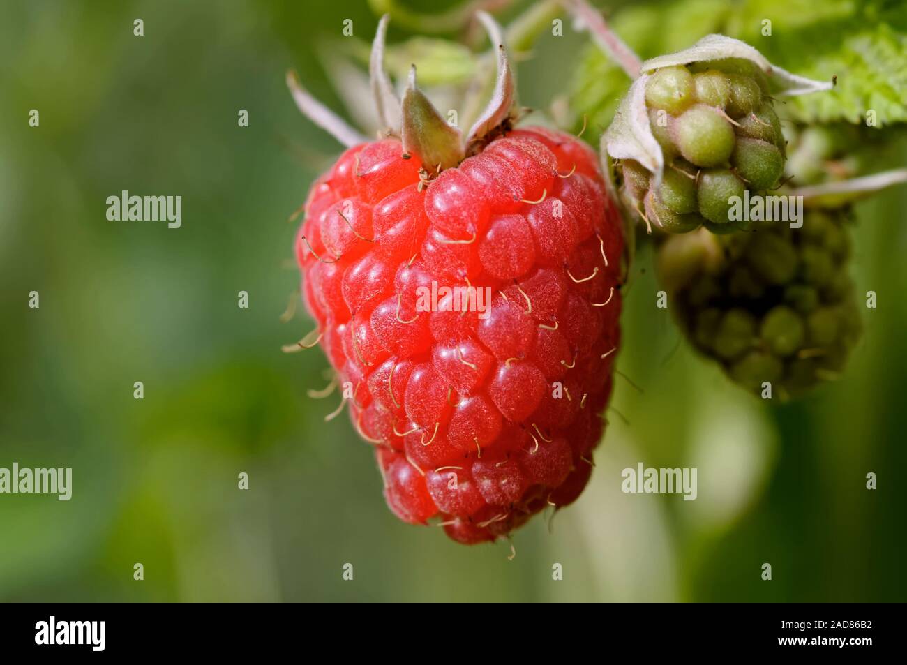 red raspberry on the shrub Stock Photo