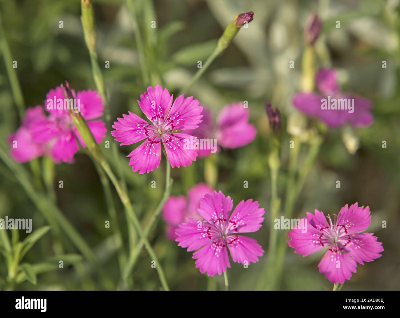 Maiden pink 'Dianthus deltoides' Stock Photo