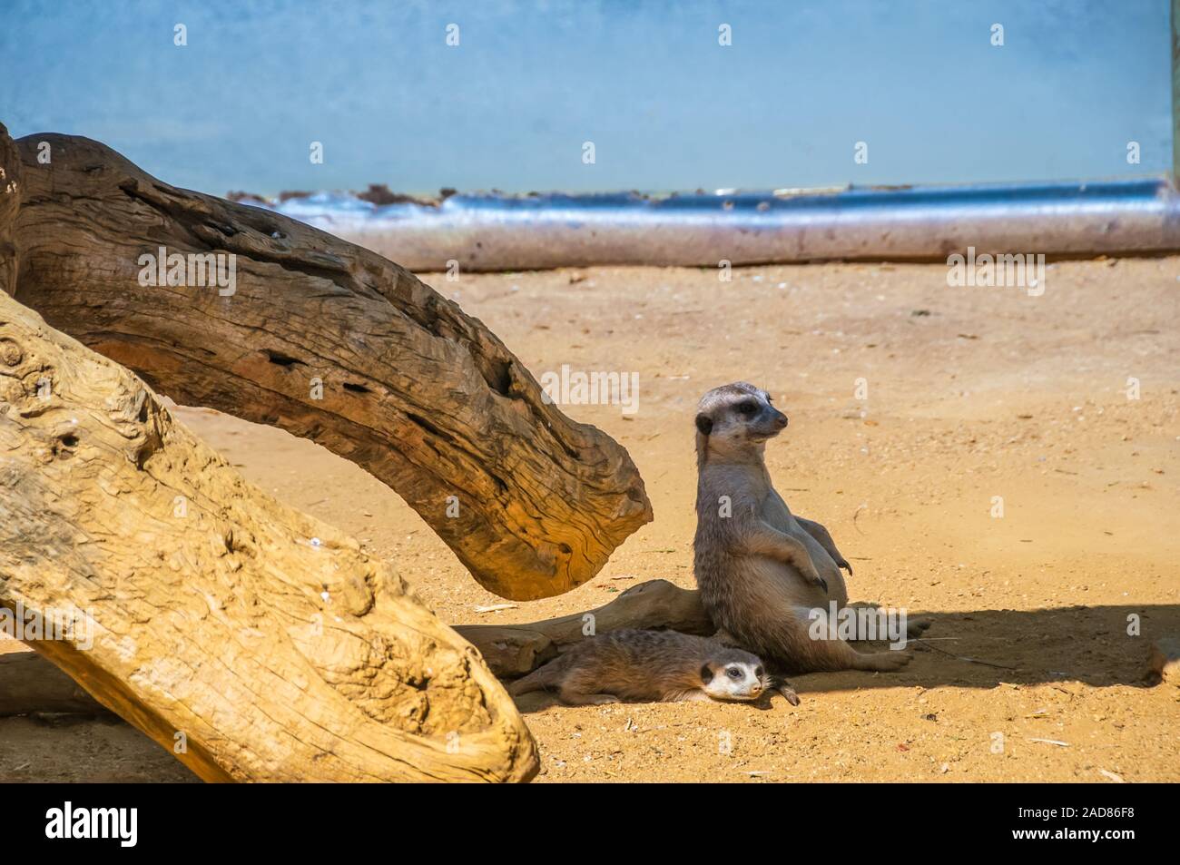 Funny meercats sitting in shadow in sunny day, cute animals Stock Photo
