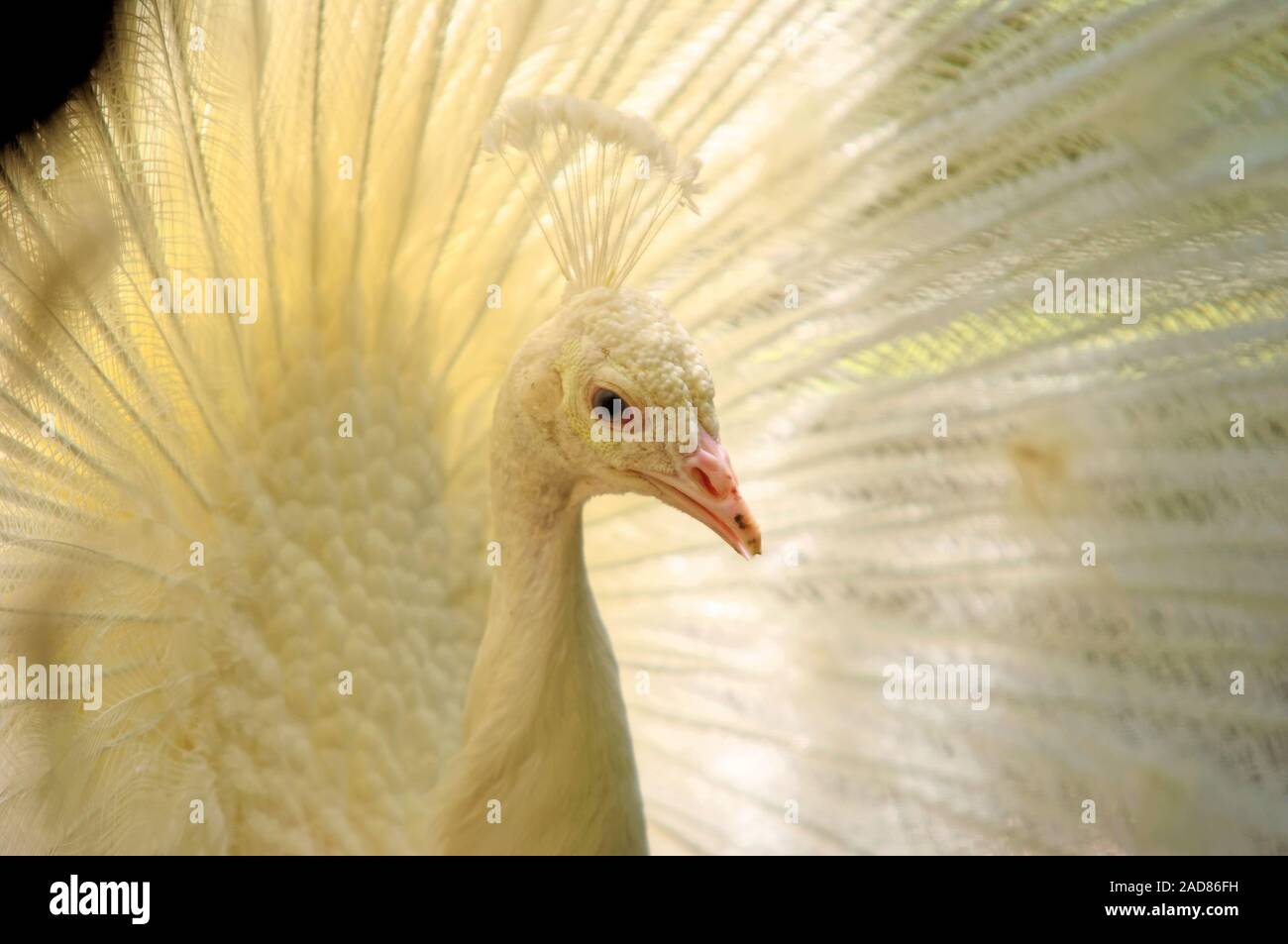 white peafowl displaying Stock Photo