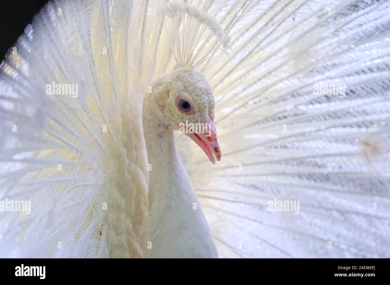 white peafowl displaying Stock Photo