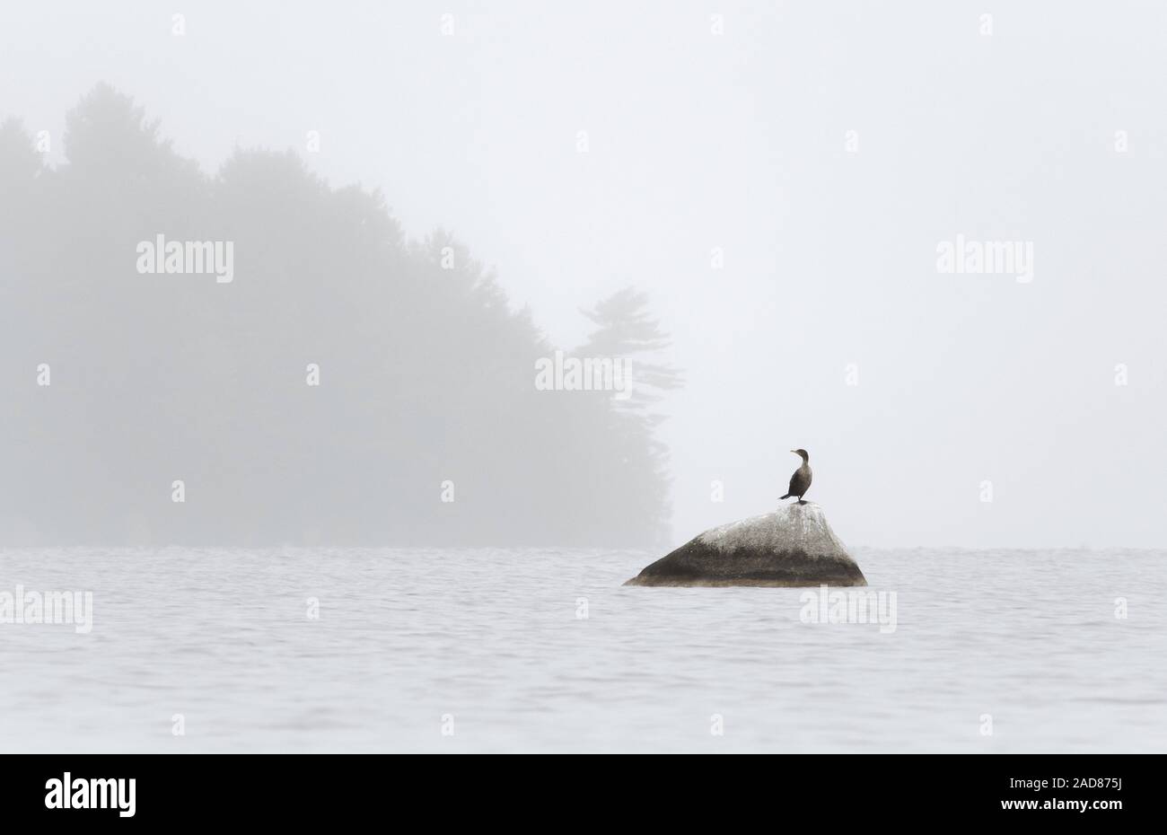 A Cormorant is ready take off after drying its wings on a rock. Stock Photo