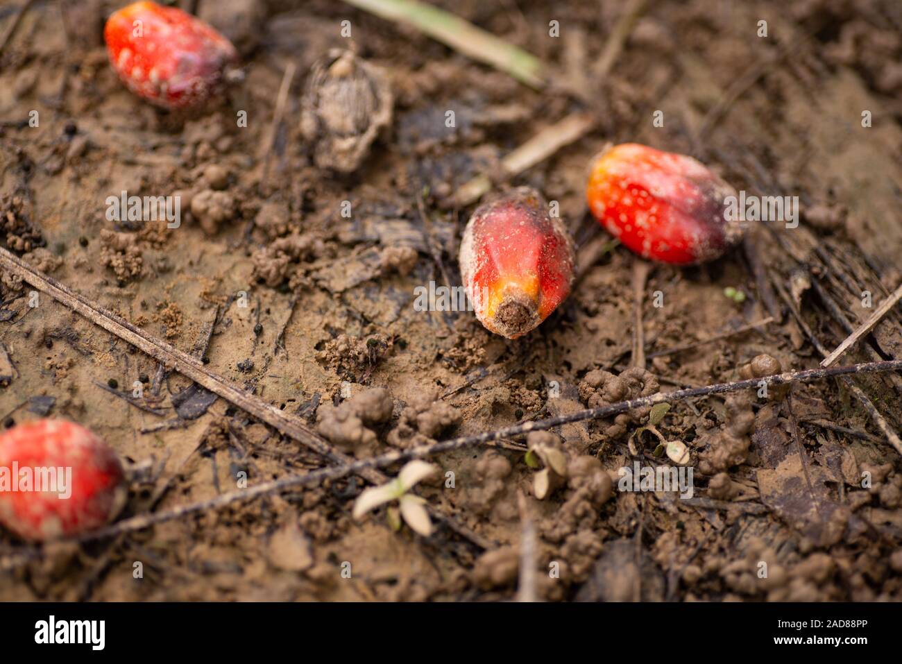Palm oil fruits on the ground Stock Photo