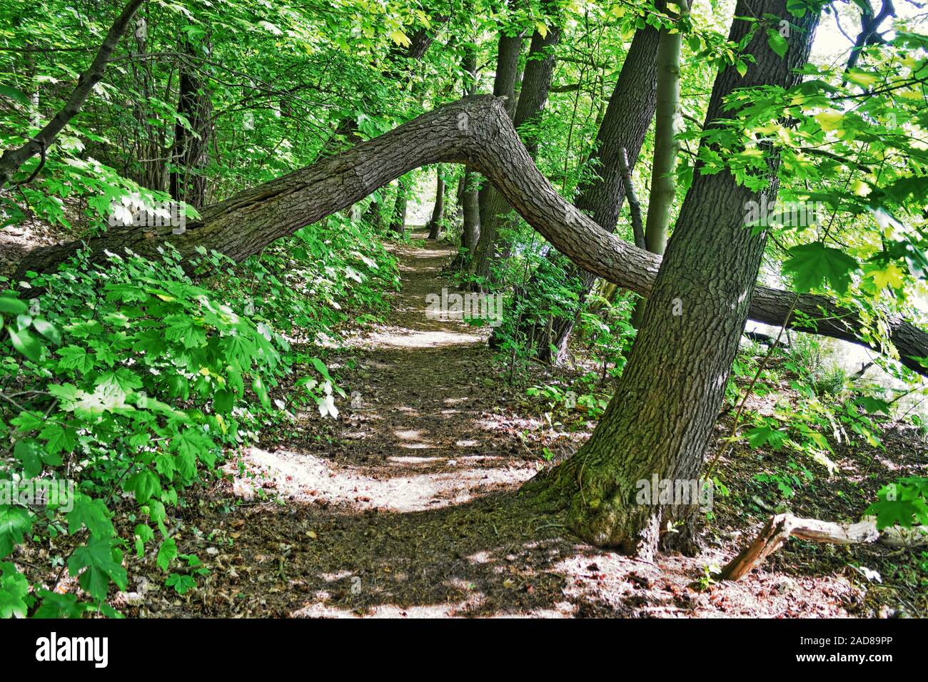 Spring forest trail hi-res stock photography and images - Alamy