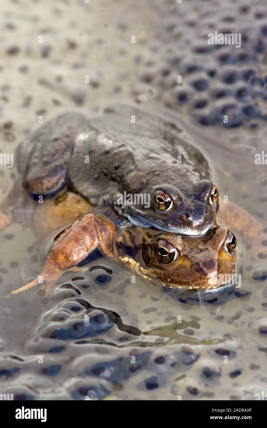 Frog rana temporaria amphibian pond norfolk mating hi-res stock ...