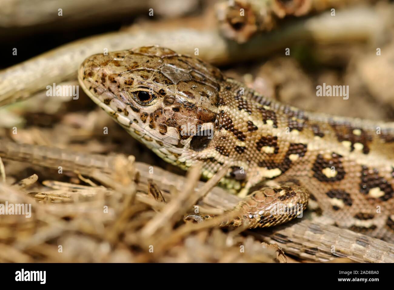 Sand lizard Stock Photo