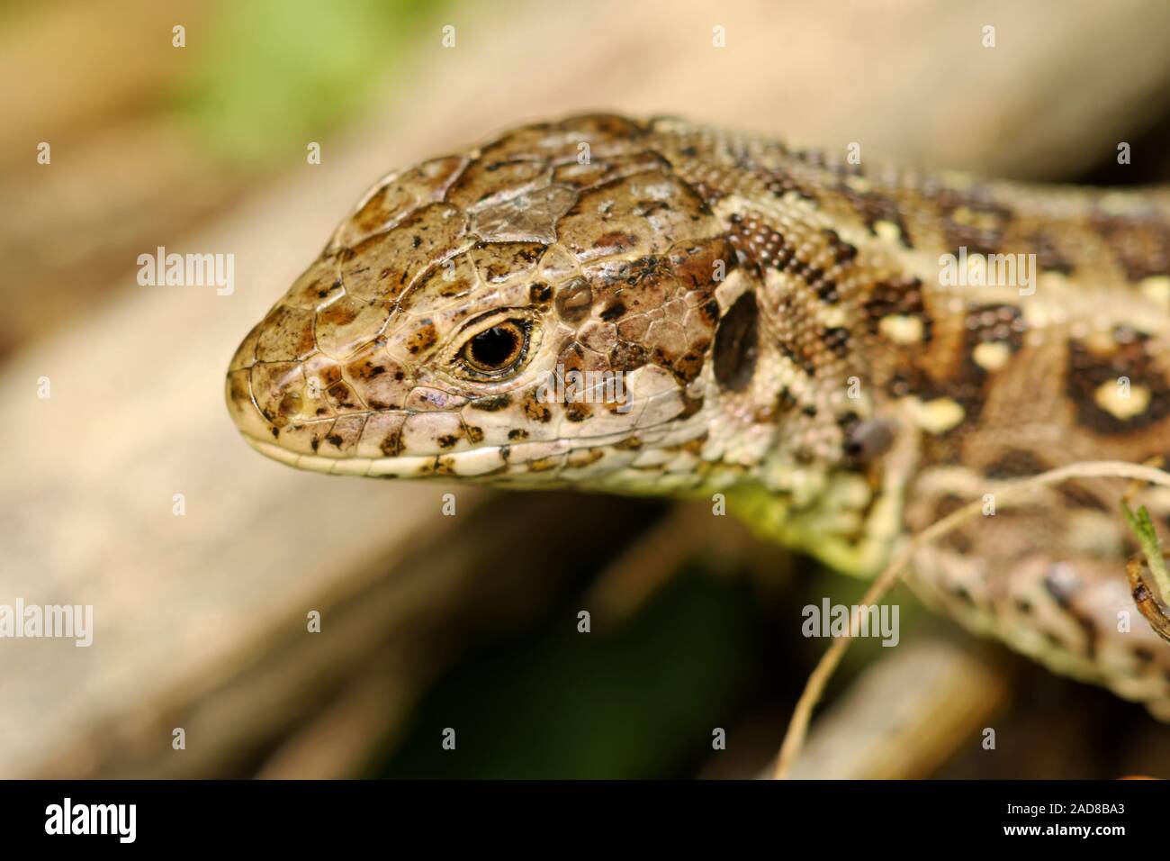 Sand lizard Stock Photo