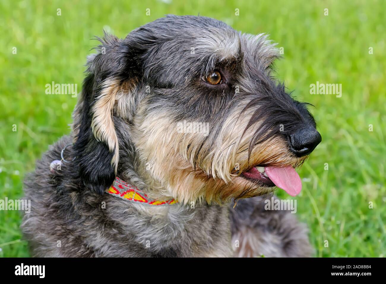 wire-haired dachshund Stock Photo