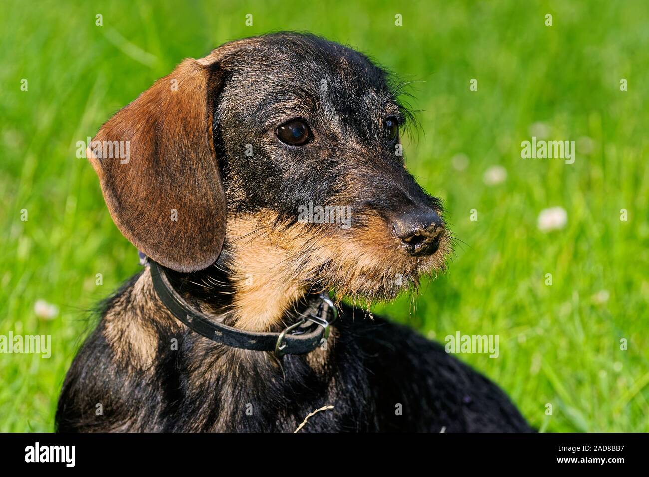 wire-haired dachshund Stock Photo