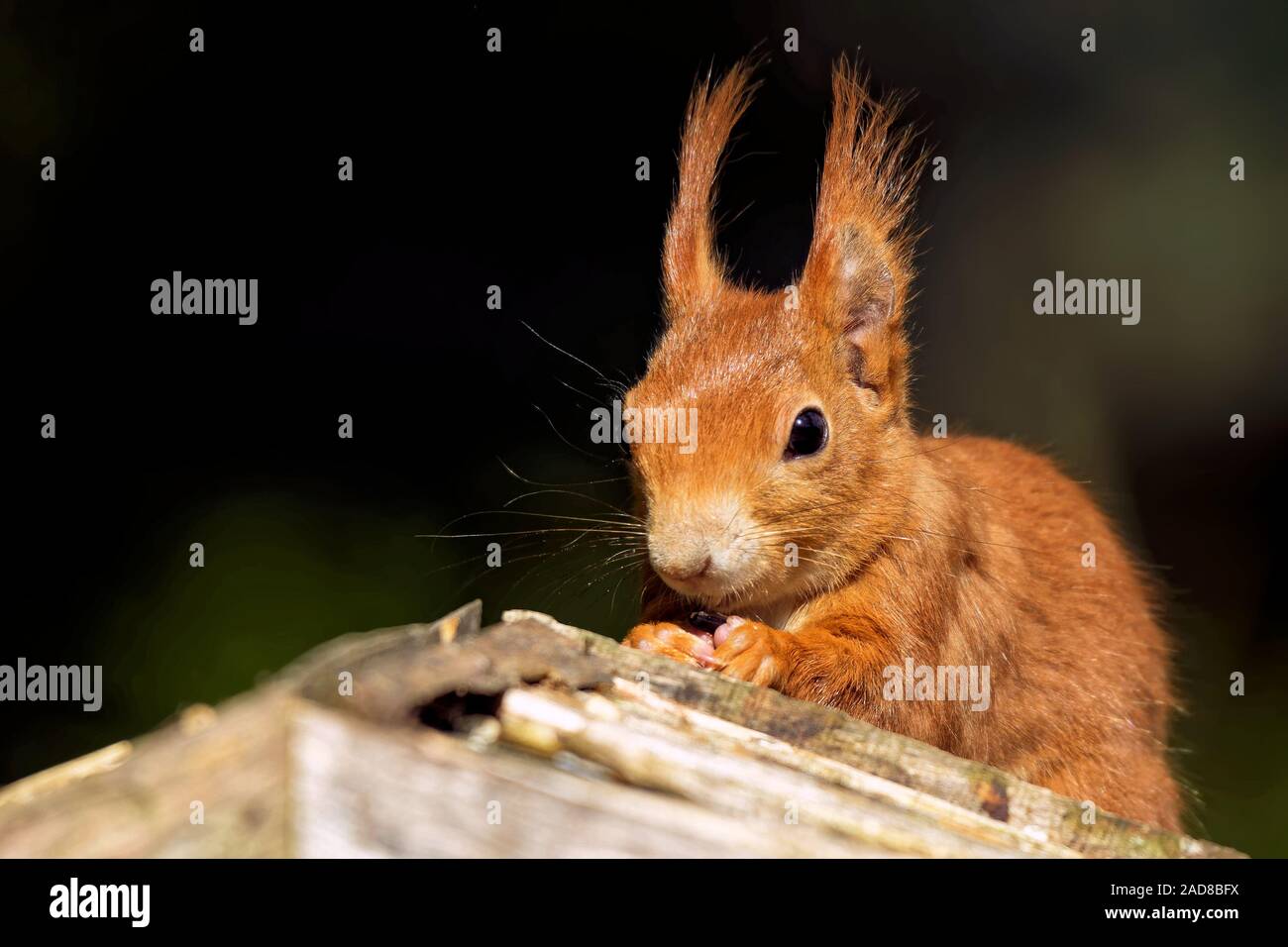 Squirrels Eating Bird Seed at Traci Harold blog