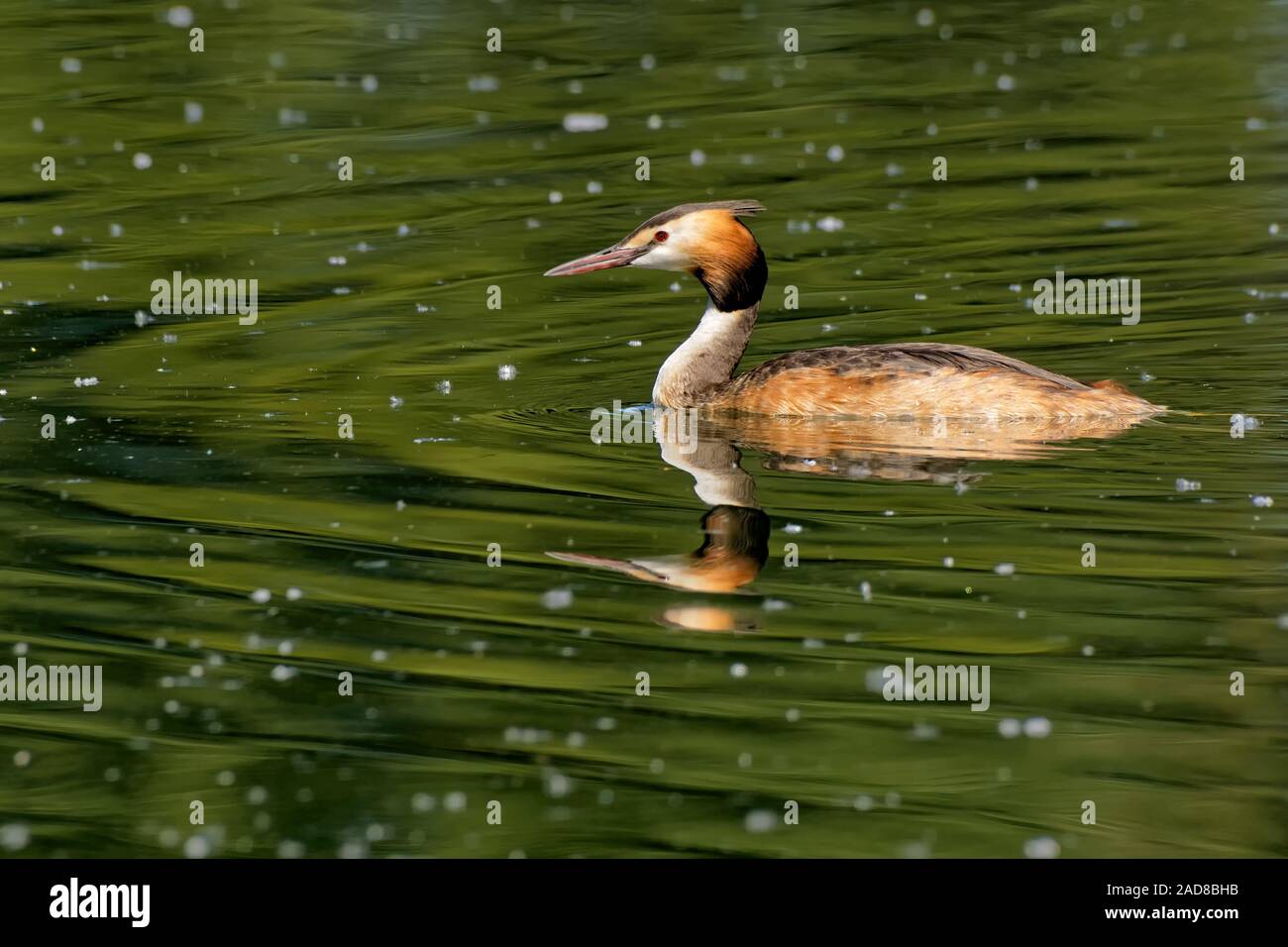 great crested grebe Stock Photo