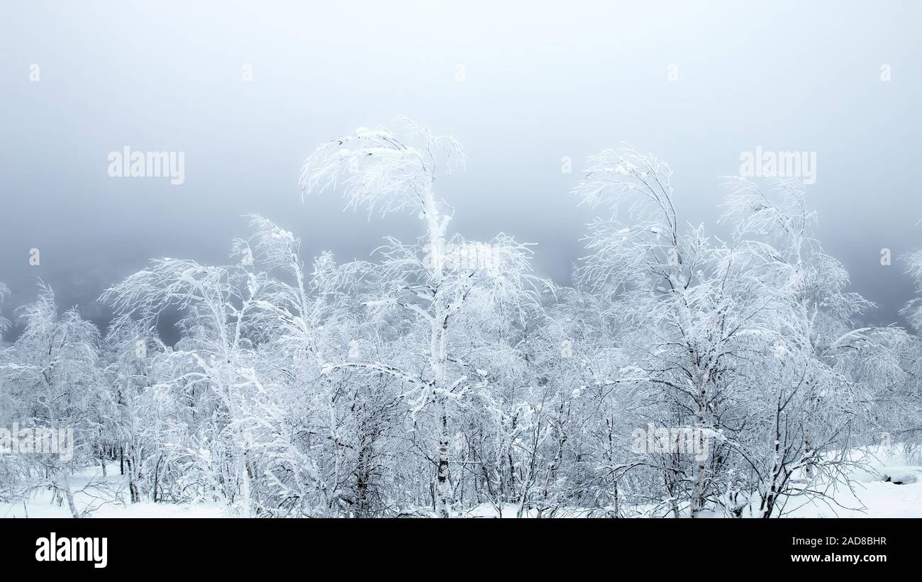 trees bent under pressure of North cold wind, frost and snow Stock Photo