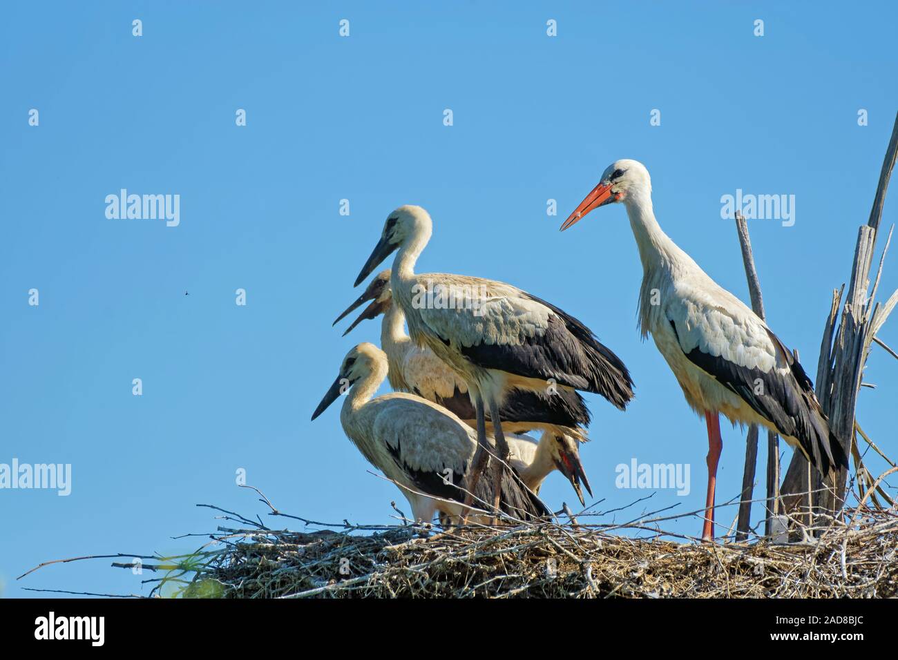 white stork with kids on the nest Stock Photo
