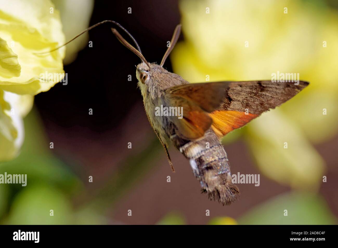 hummingbird hawk-moth Stock Photo