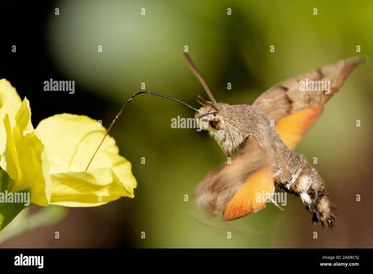 hummingbird hawk-moth on a wallflower Stock Photo