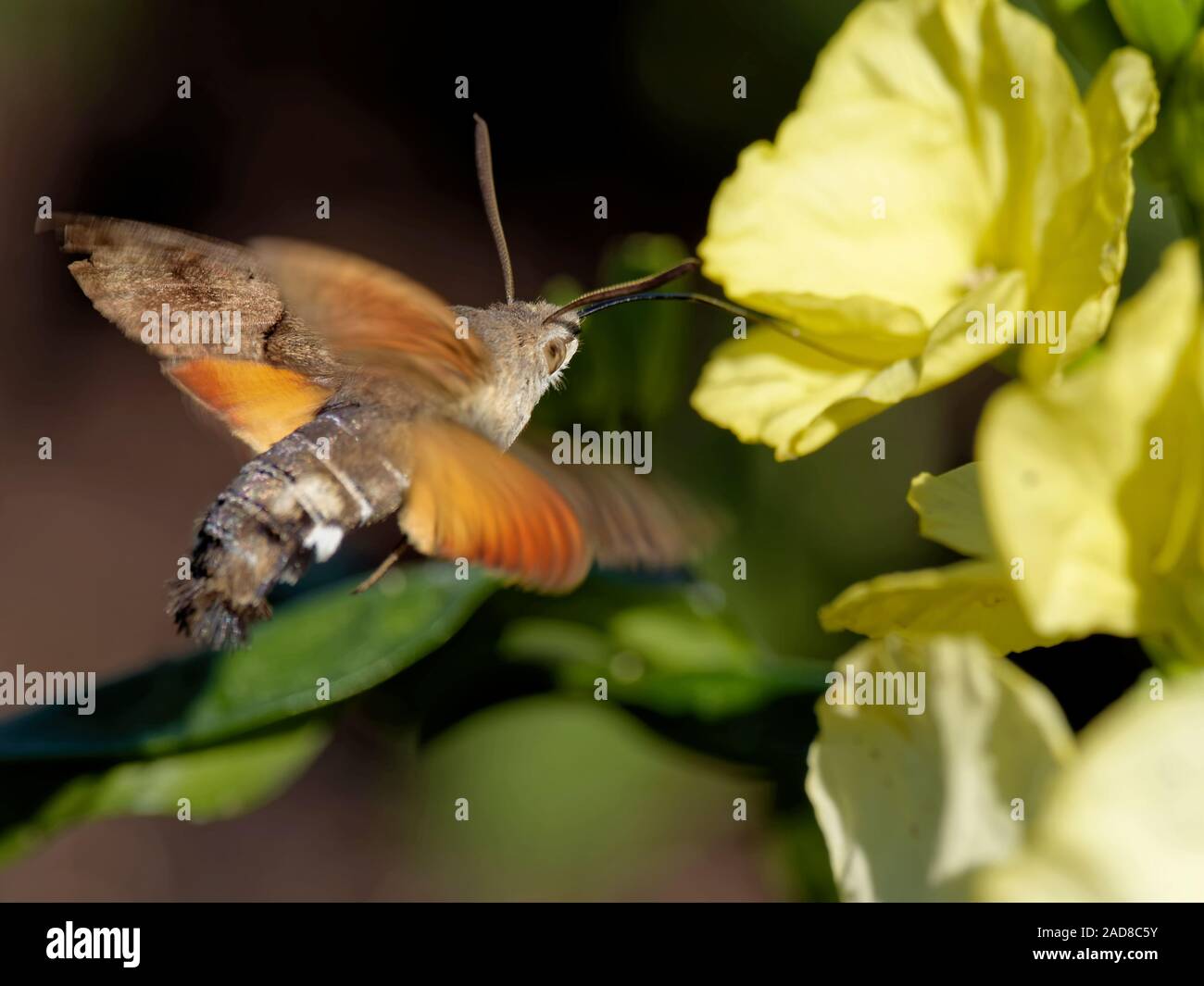 hummingbird hawk-moth Stock Photo