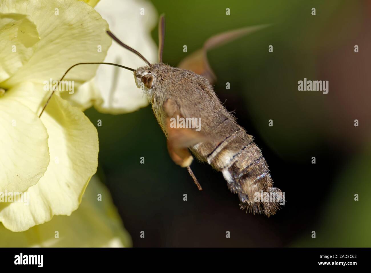 hummingbird hawk-moth on a wallflower Stock Photo