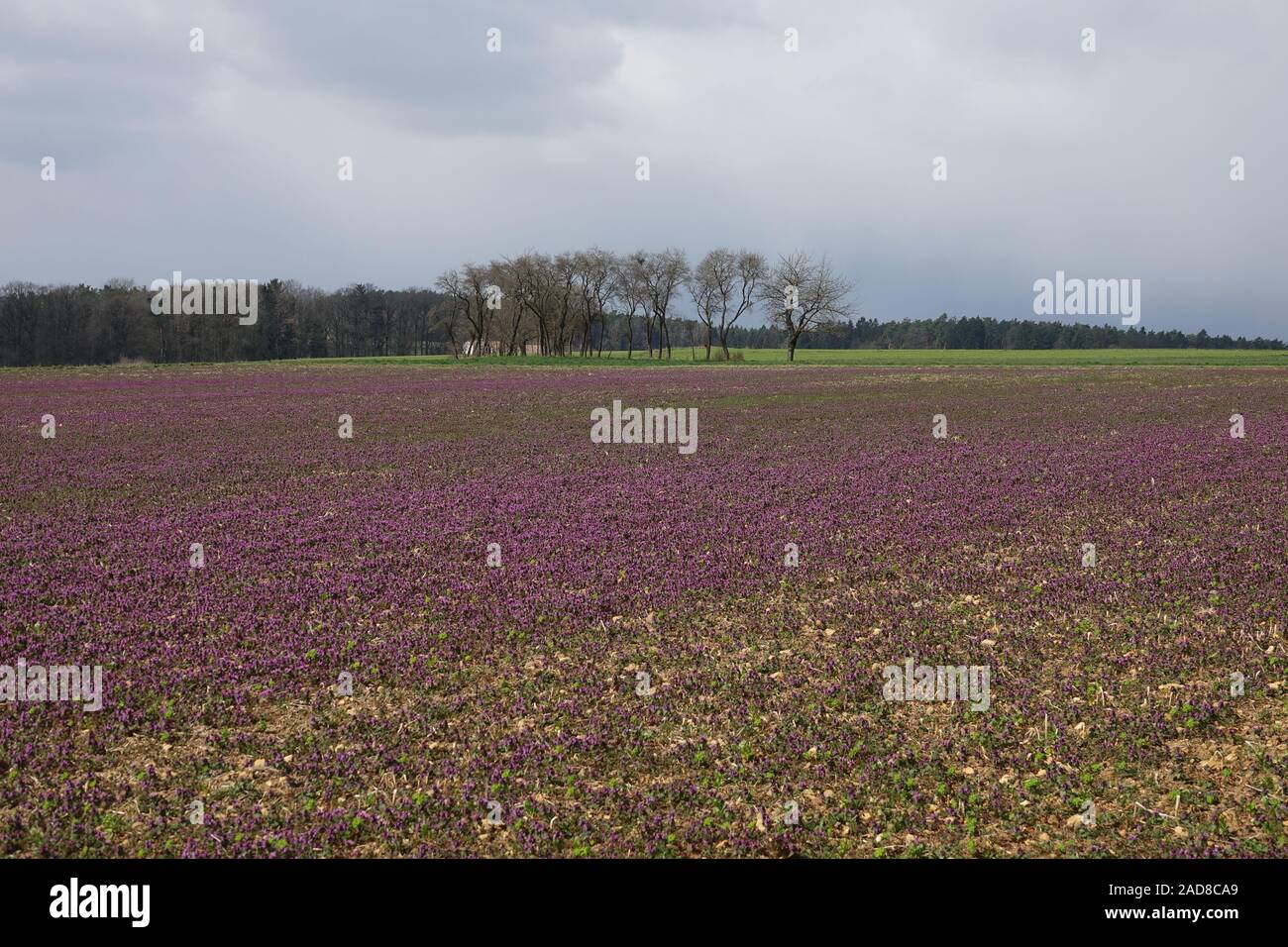 Lamium purpureum, Purple Deadnettle Stock Photo