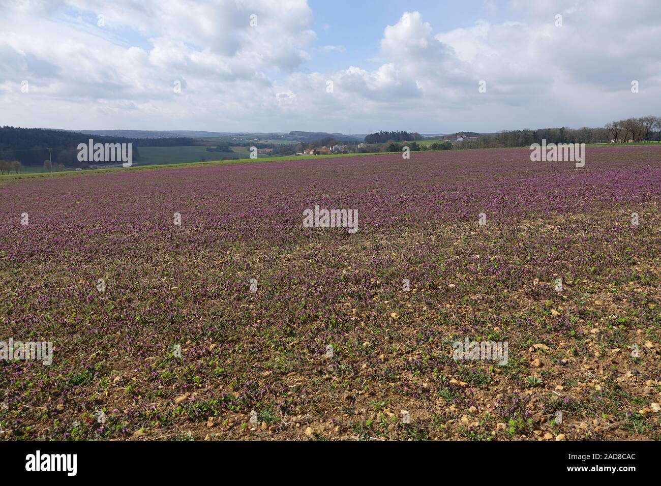 Lamium purpureum, Purple Deadnettle Stock Photo