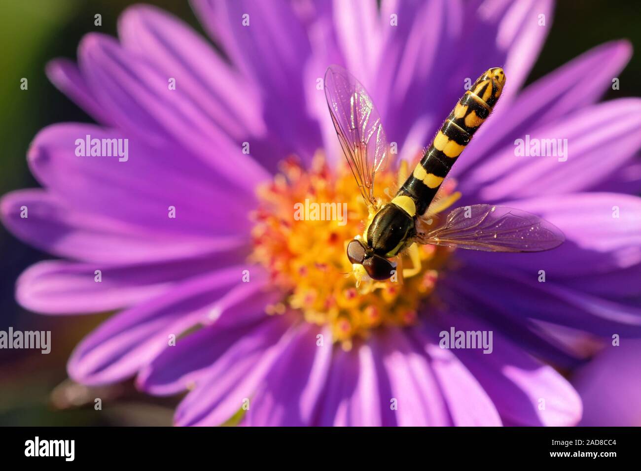 long hoverfly on an aster in autum Stock Photo