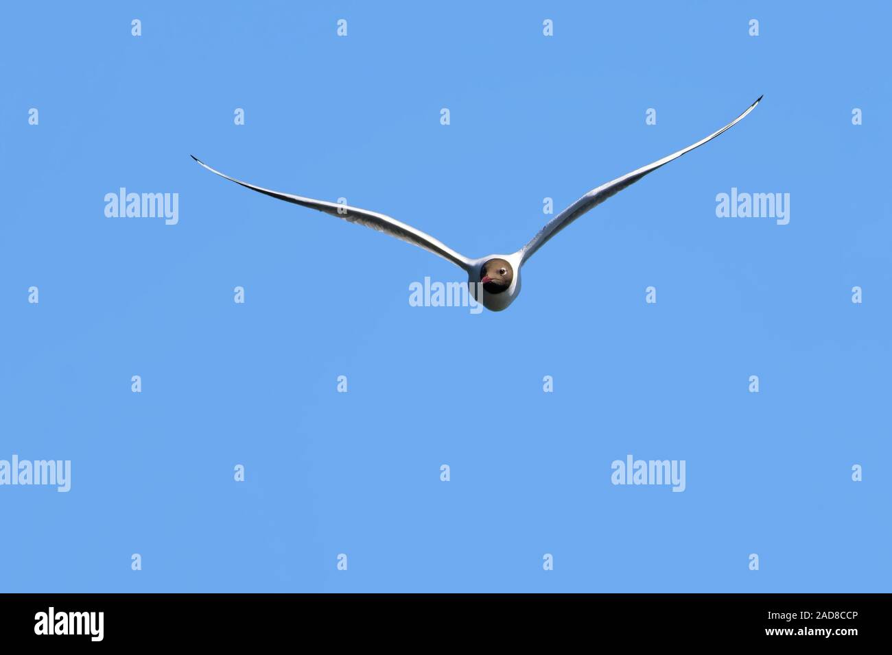 black-headed gull Stock Photo