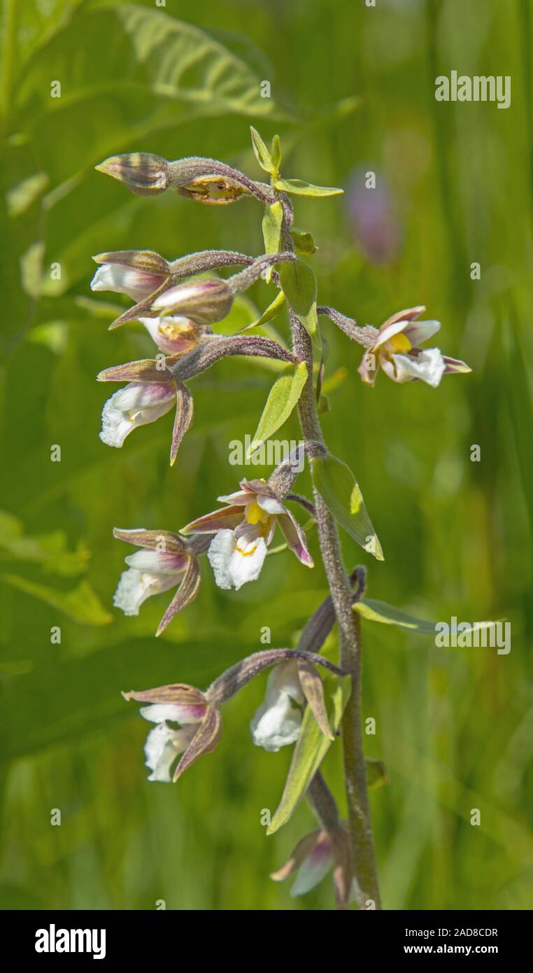 Marsh helleborine  'Epipactis palustris' Stock Photo