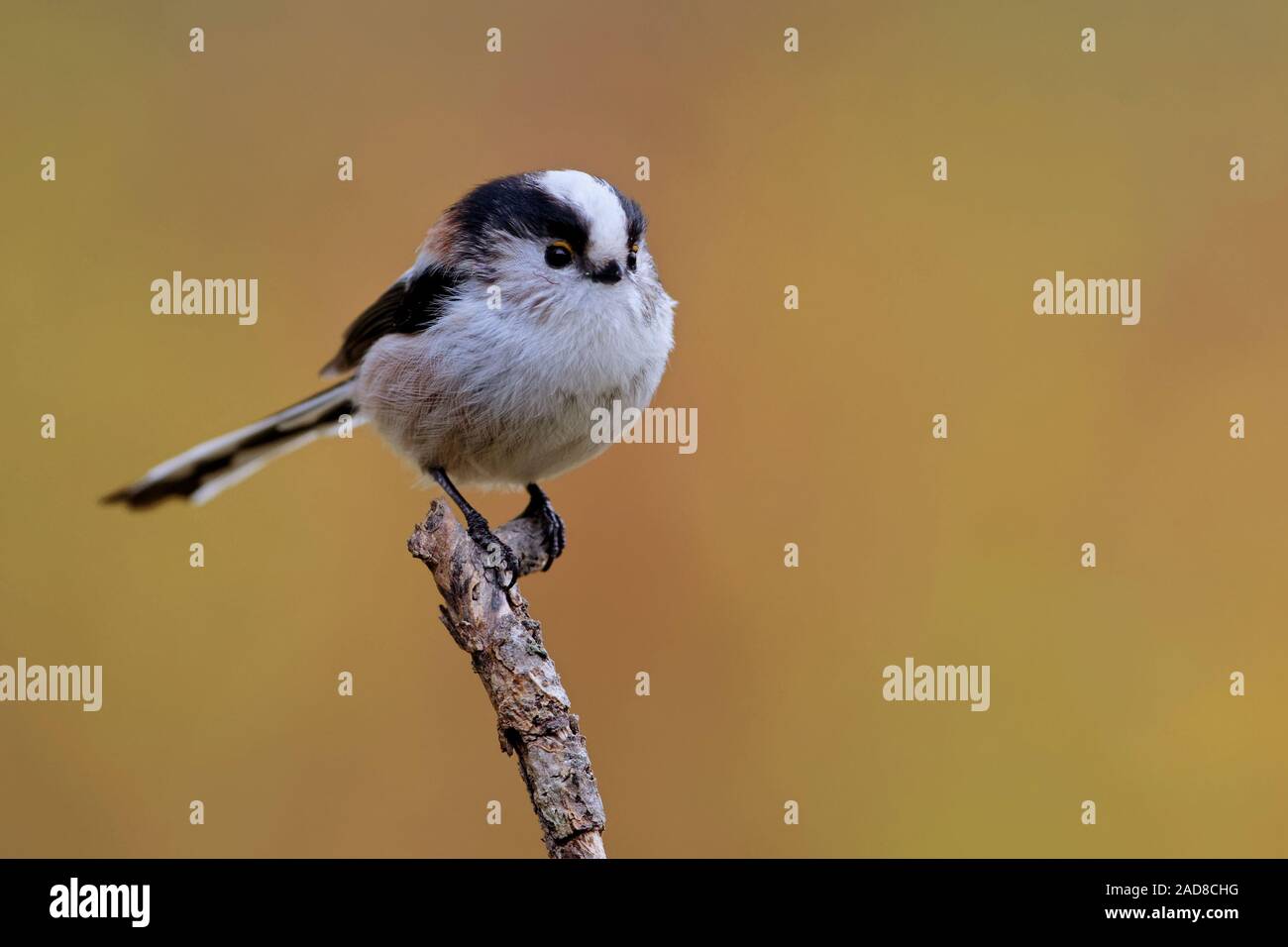 long-tailed tit Stock Photo
