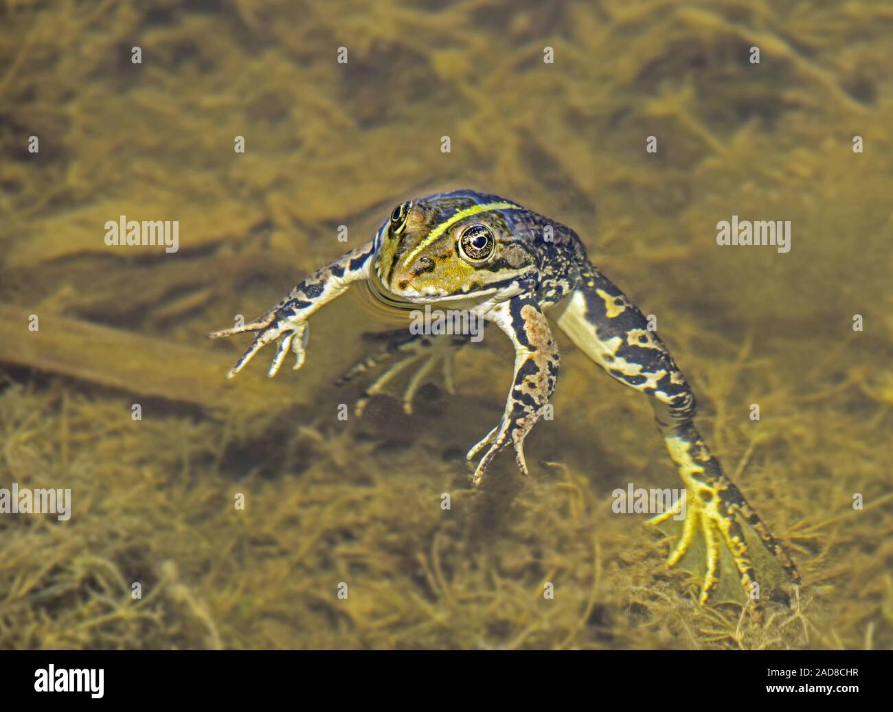 Marsh frog 'Rana ridibunda' Stock Photo