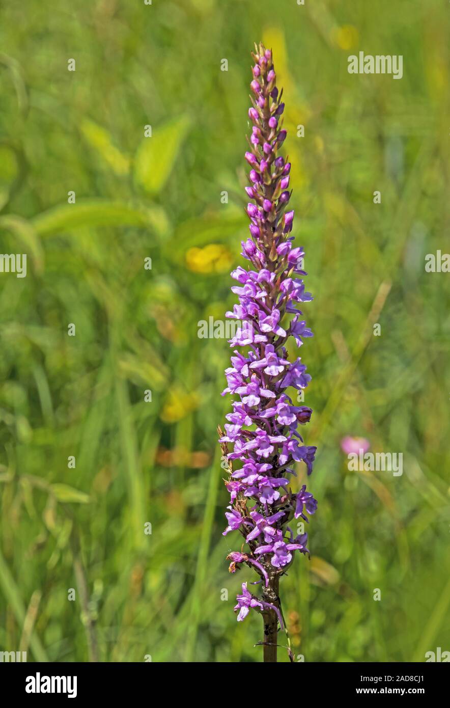 Fragrant orchid  'Gymnadenia conopsea' Stock Photo