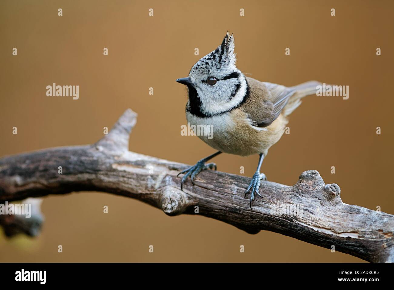 Crested tit Stock Photo
