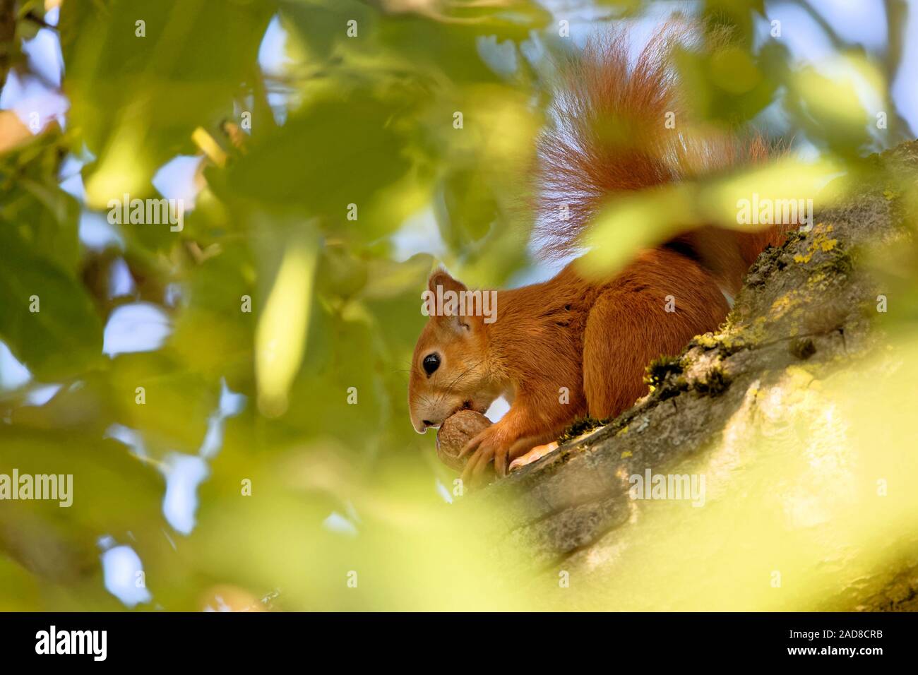 Eurasian red squirrel eating a walnut Stock Photo