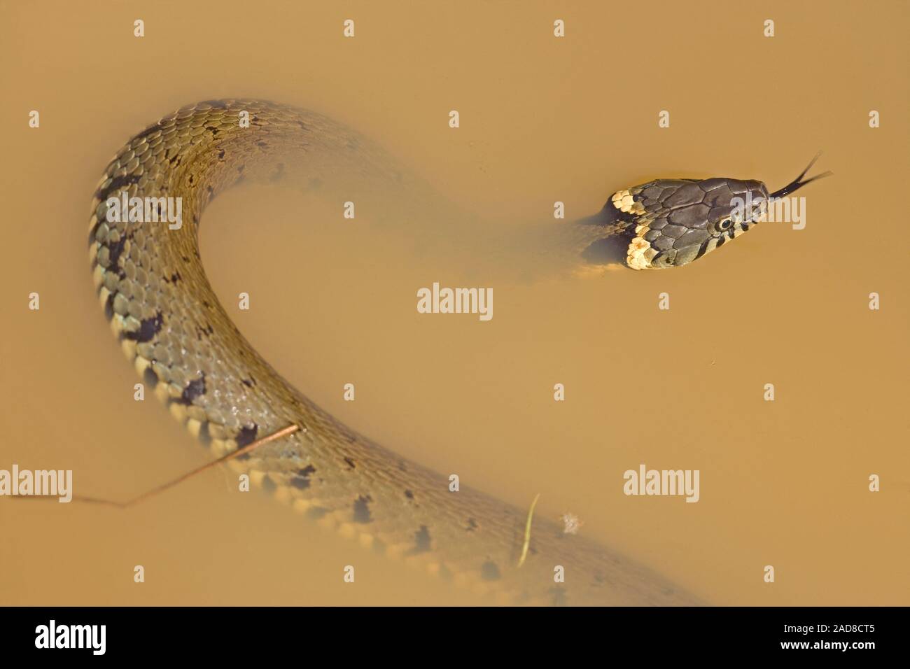 GRASS SNAKE (Natrix natrix ). At pond edge, swimming in shallow water. Showing typical head and collar markings identifying  the species. Stock Photo
