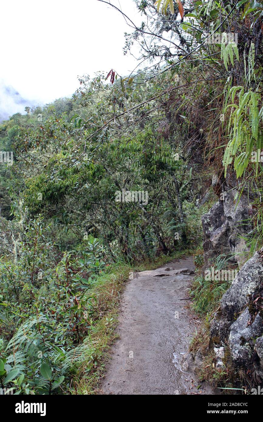 The hiking trail up the Huayna Picchu mountain surrounded by dense vegetation in the Andes Mountains, Machupicchu district, Peru Stock Photo