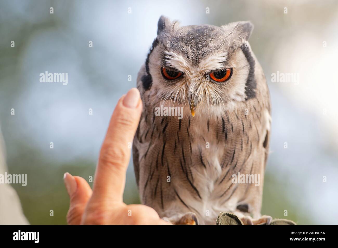 white-faced owl Stock Photo