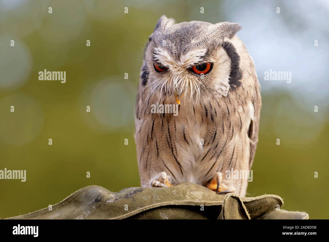 white-faced owl Stock Photo