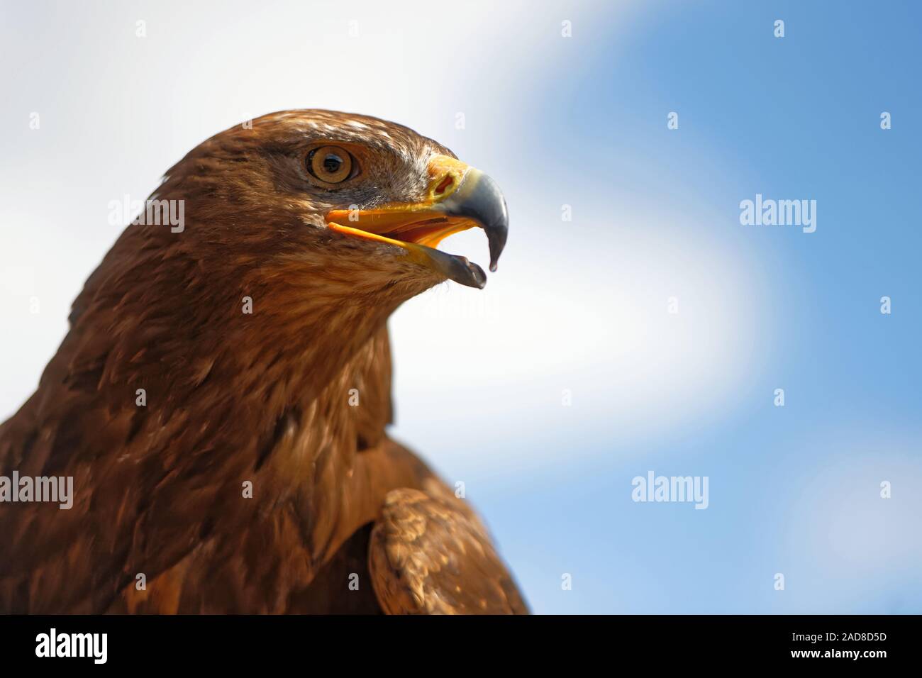 Golden eagle Stock Photo