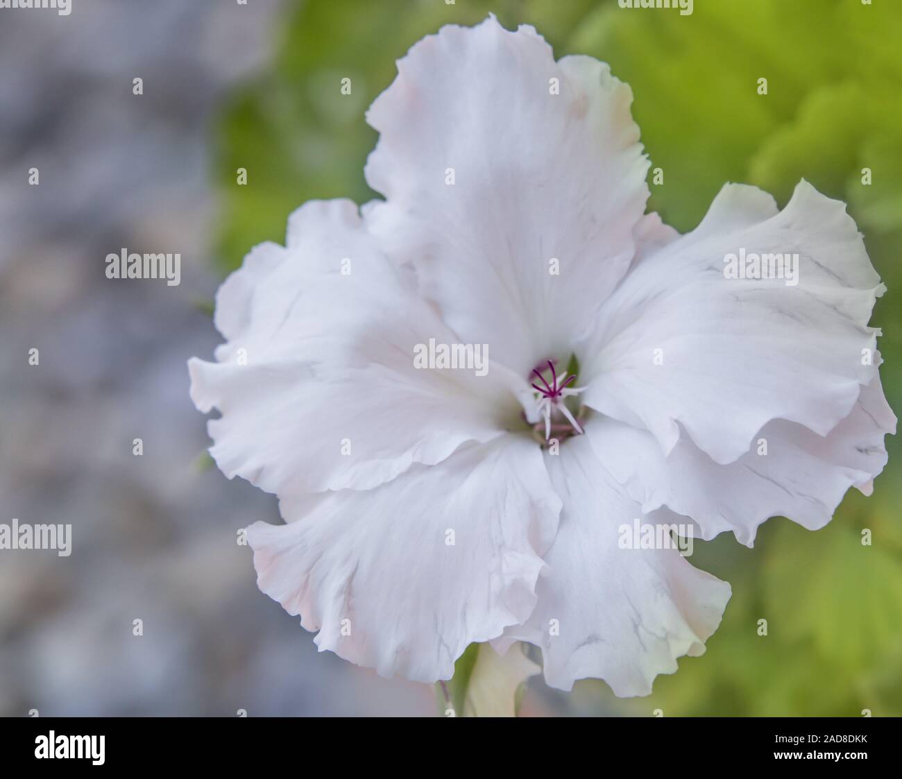 Rose mallow 'Hibiscus syriacus' Stock Photo