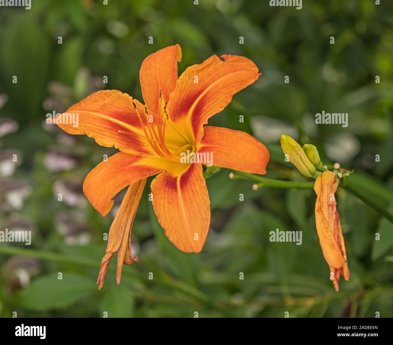 Orange lily 'Lilium bulbiferium' Stock Photo - Alamy