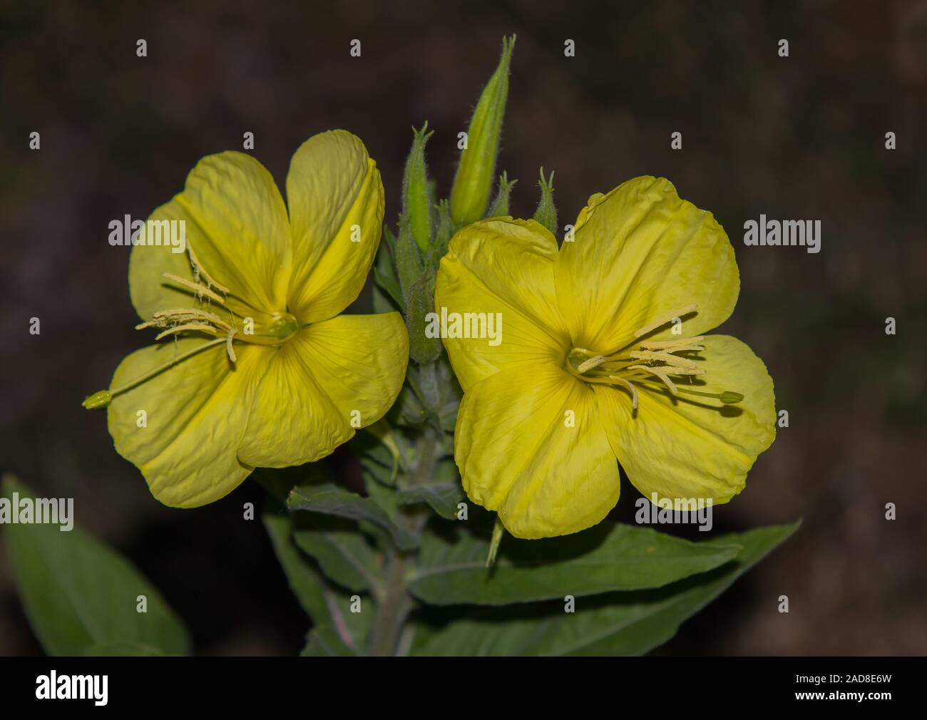 Common evening primrose 'Oenothera biennis' Stock Photo