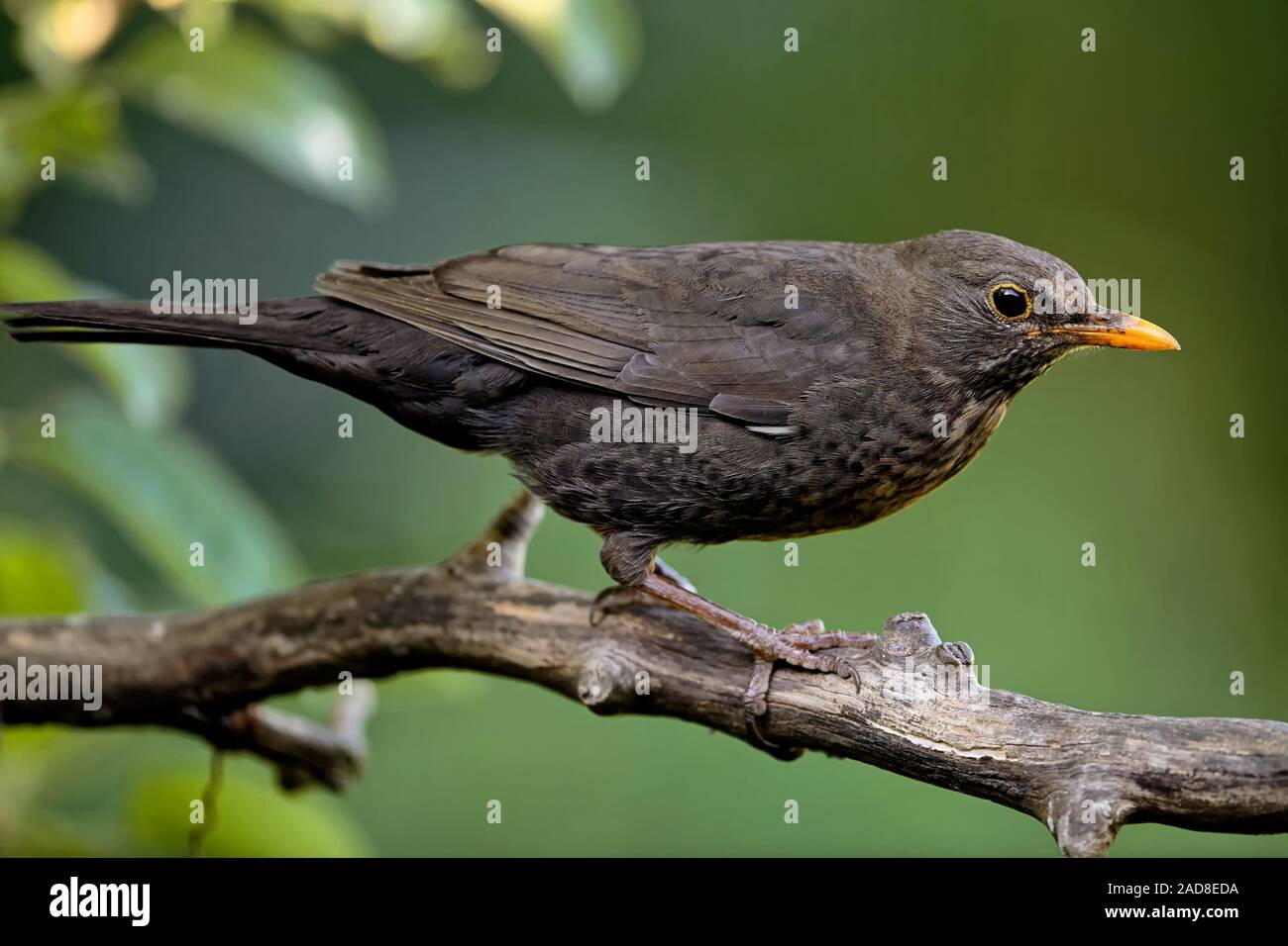 blackbird female Stock Photo