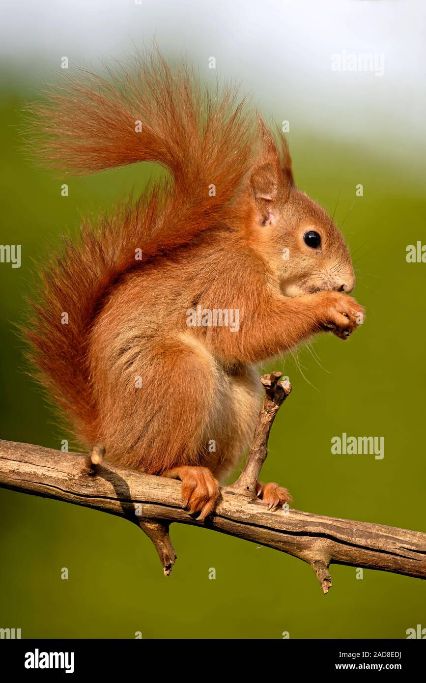 Red Squirrel eating sunflower seed Stock Photo