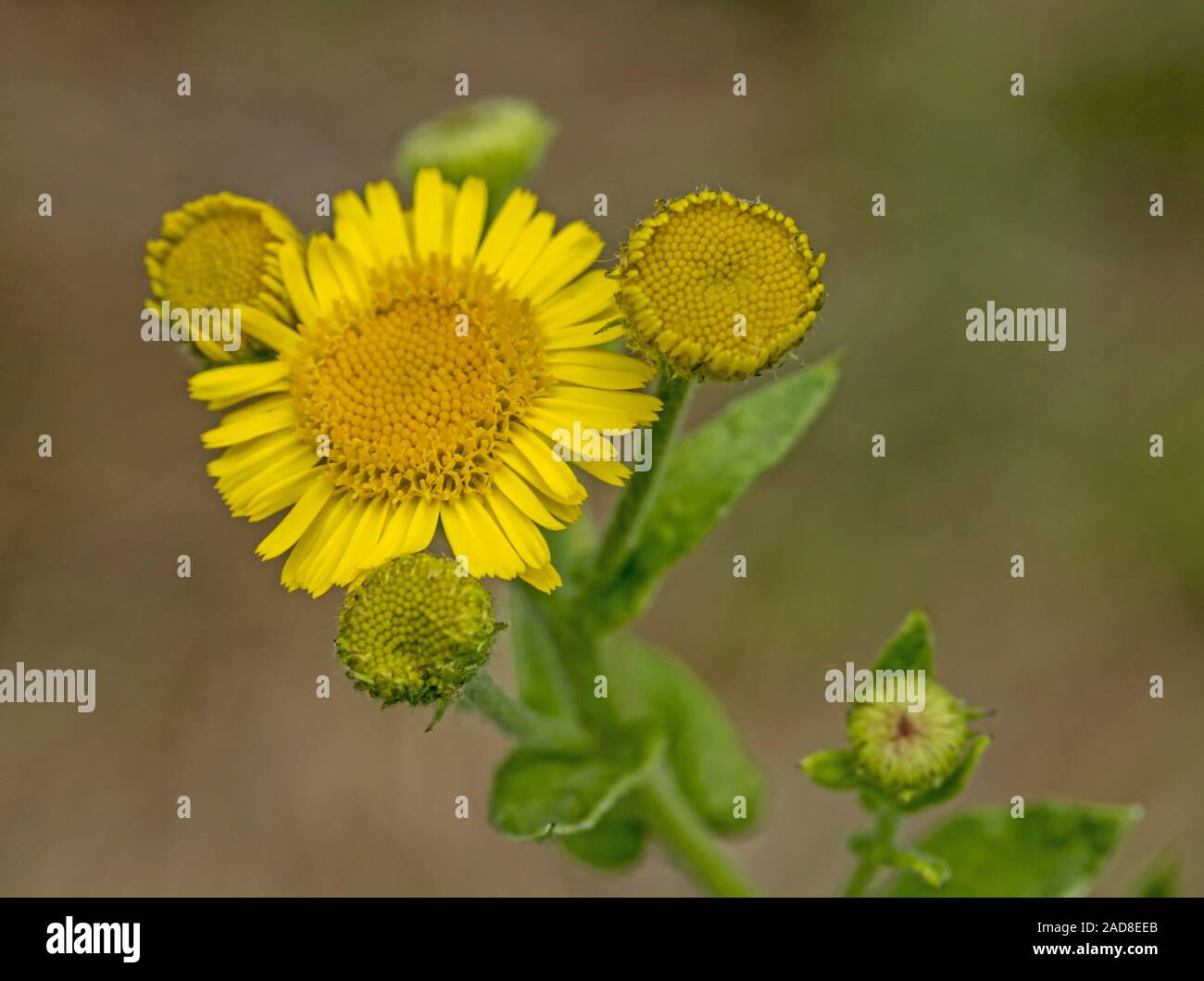 Yellow Chamomile  'Anthemis tinctoria' Stock Photo