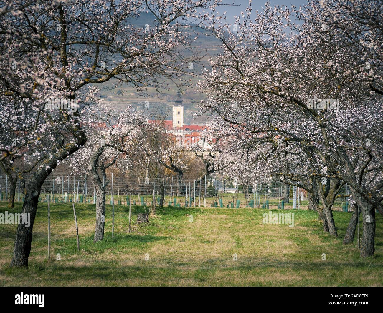 Apricot blossom trees in spring in Wachau Austria Stock Photo