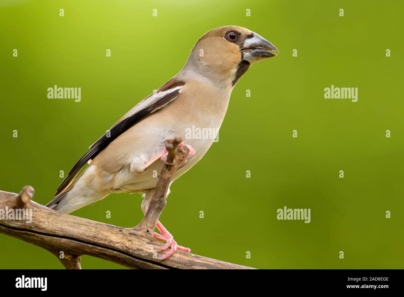 hawfinch female Stock Photo