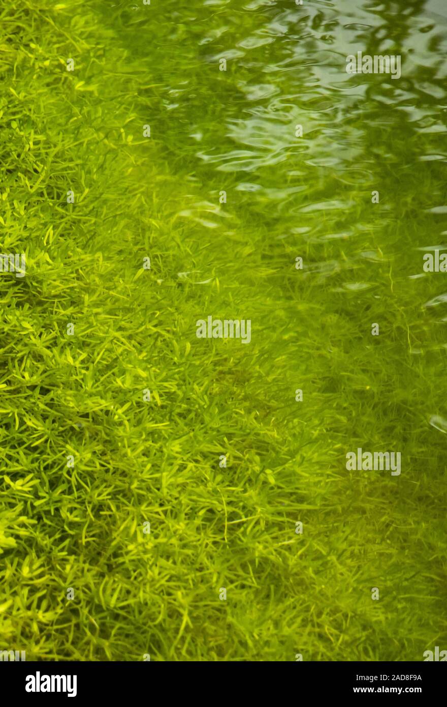 Water-starwort  'Callitriche spec.'  at the  Aachtopf in the Hegau Stock Photo