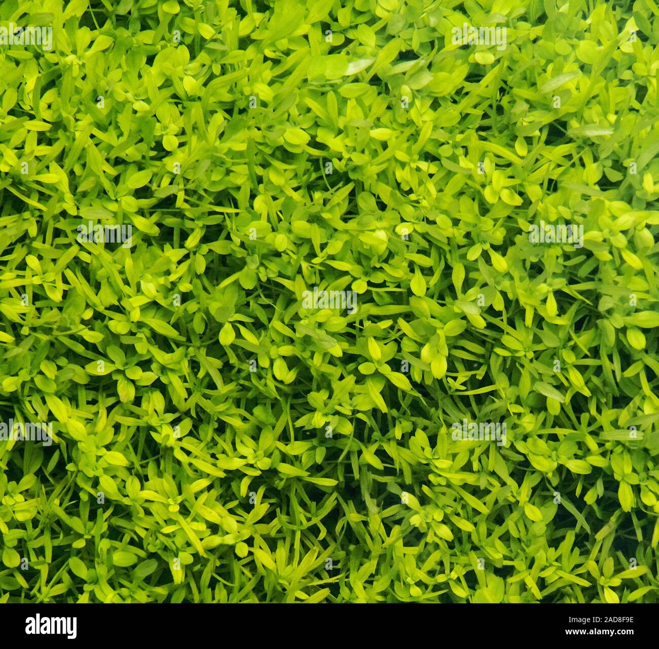 Water-starwort  'Callitriche spec.'  at the  Aachtopf in the  Hegau Stock Photo